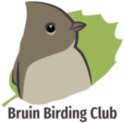 Bruin Birding Club Logo